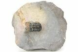 Rare Species Of Koneprusia Trilobite - Atchana, Morocco #241492-5
